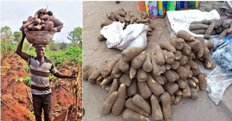 Yam tubers in Chumbulung community Yam tubers in Chumbulung community